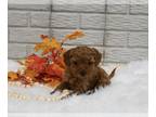 Cavapoo PUPPY FOR SALE ADN-840100 - Cavapoo For Sale Holmesville OH