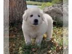 Great Pyrenees PUPPY FOR SALE ADN-839997 - Great Pyrenees