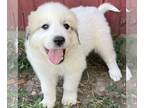 Great Pyrenees PUPPY FOR SALE ADN-839996 - Great Pyrenees