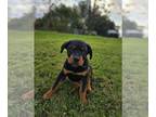 Rottweiler PUPPY FOR SALE ADN-839952 - 14 week rottie puppy