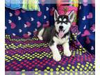 Siberian Husky DOG FOR ADOPTION ADN-840029 - This is Indy He is black grey and