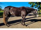 AQHA Mare-- All-around, Kid Safe, Barrel Prospect