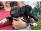 Labrador Retriever Puppy for sale in Sagaponack, NY, USA