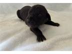 Great Dane Puppy for sale in Fort Wayne, IN, USA