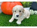 Goldendoodle Puppy for sale in South Bend, IN, USA