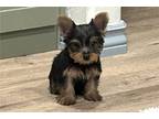 Yorkshire Terrier Puppy for sale in Oklahoma City, OK, USA