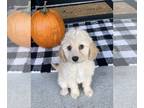 Aussiedoodle Miniature PUPPY FOR SALE ADN-840480 - Mini Aussiedoodle