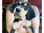 Bluetick Coonhound-German Shepherd Dog Mix PUPPY FOR SALE ADN-840439 - Bluetick