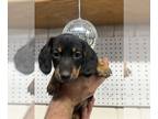 Dachshund PUPPY FOR SALE ADN-840420 - Dachshund Puppy