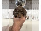 Dachshund PUPPY FOR SALE ADN-840385 - Dachshund puppy