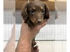 Dachshund PUPPY FOR SALE ADN-840383 - Dachshund Puppies