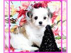 Mal-Shi PUPPY FOR SALE ADN-840381 - Come meet Cupcake