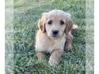 Golden Retriever PUPPY FOR SALE ADN-840365 - Adorable AKC Golden Retriever