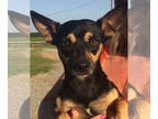 Rat-Cha DOG FOR ADOPTION RGADN-1386180 - Spencer Lizman - Rat Terrier /