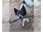 Australian Shepherd Mix DOG FOR ADOPTION RGADN-1386213 - Harper - Australian