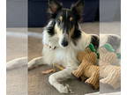 Collie DOG FOR ADOPTION RGADN-1386278 - Wilson - Collie (long coat) Dog For