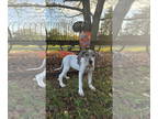 Great Dane DOG FOR ADOPTION RGADN-1386298 - Letty - Great Dane (short coat) Dog