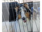 Collie DOG FOR ADOPTION RGADN-1386483 - Romeo - Collie (medium coat) Dog For