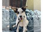 Collie Mix DOG FOR ADOPTION RGADN-1386559 - Festus - Collie / Mixed (short coat)