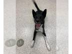 Border Collie Mix DOG FOR ADOPTION RGADN-1386660 - APOLLO - Border Collie /