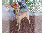 Black Mouth Cur Mix DOG FOR ADOPTION RGADN-1386760 - MOCHA - Black Mouth Cur /