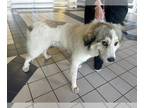 Great Pyrenees Mix DOG FOR ADOPTION RGADN-1386785 - A628096 - Great Pyrenees /