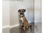 Australian Shepherd-Boxer Mix DOG FOR ADOPTION RGADN-1386941 - Sissie G - Boxer