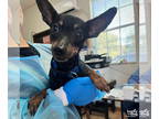 Miniature Pinscher Mix DOG FOR ADOPTION RGADN-1386964 - Cherry - Miniature