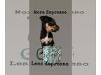 German Pinscher Mix DOG FOR ADOPTION RGADN-1387058 - Espresso - German Pinscher