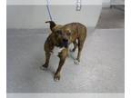 Staffordshire Bull Terrier DOG FOR ADOPTION RGADN-1387278 - A174370 -