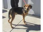 American Foxhound Mix DOG FOR ADOPTION RGADN-1387421 - NAILED IT!