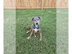 Catahoula Leopard Dog Mix DOG FOR ADOPTION RGADN-1387455 - Champagne - Catahoula