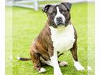 American Staffordshire Terrier DOG FOR ADOPTION RGADN-1387469 - POOCH - American