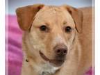 Golden Labrador DOG FOR ADOPTION RGADN-1387543 - HONEY - Golden Retriever /