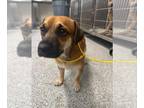 Black Mouth Cur DOG FOR ADOPTION RGADN-1387666 - WHISKEY - Black Mouth Cur