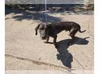 Basset Hound-Great Dane Mix DOG FOR ADOPTION RGADN-1387765 - AUGUSTUS - Great