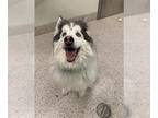 Alaskan Malamute DOG FOR ADOPTION RGADN-1388018 - ODIN - Alaskan Malamute