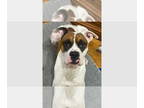 Boxer DOG FOR ADOPTION RGADN-1388065 - Spirit - Boxer Dog For Adoption