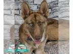 Huskies Mix DOG FOR ADOPTION RGADN-1388083 - Vivi - Husky / Shepherd / Mixed Dog