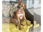 Black Mouth Cur-Boxer Mix DOG FOR ADOPTION RGADN-1388100 - Lily - Boxer / Black