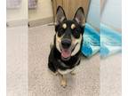 German Shepherd Dog-Siberian Husky Mix DOG FOR ADOPTION RGADN-1388133 - BEANS -