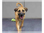 Black Mouth Cur Mix DOG FOR ADOPTION RGADN-1388159 - MAYA - Black Mouth Cur /