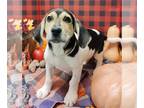 Basset Hound Mix DOG FOR ADOPTION RGADN-1388196 - LYCAN - Basset Hound / Mixed