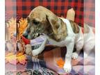 Basset Hound Mix DOG FOR ADOPTION RGADN-1388198 - MUMMY - Basset Hound / Mixed