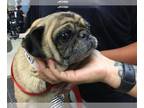 Pug DOG FOR ADOPTION RGADN-1388223 - Dog - Pug (medium coat) Dog For Adoption