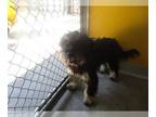 Miniature Schnauzer Mix DOG FOR ADOPTION RGADN-1388232 - A073379 - Miniature