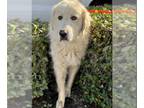 Great Pyrenees DOG FOR ADOPTION RGADN-1388289 - *SNOW - Great Pyrenees (medium