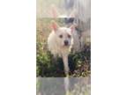 Cairn Terrier Mix DOG FOR ADOPTION RGADN-1388397 - Yogurt - Cairn Terrier /