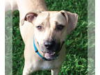 Black Mouth Cur-Labrador Retriever Mix DOG FOR ADOPTION RGADN-1388433 - Honey -