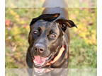 Labrador Retriever DOG FOR ADOPTION RGADN-1388476 - Bubba - Labrador Retriever